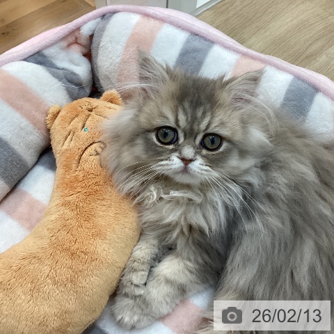 ペルシャの写真