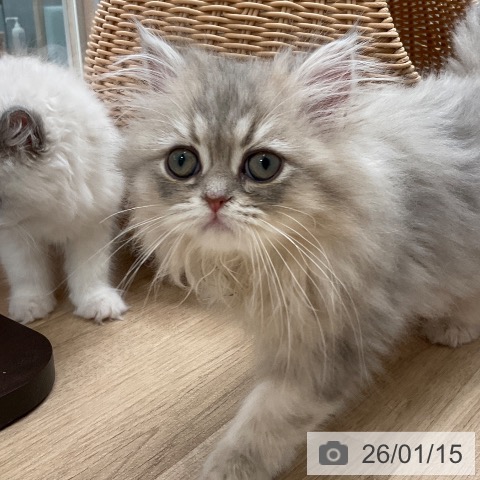 ペルシャの写真