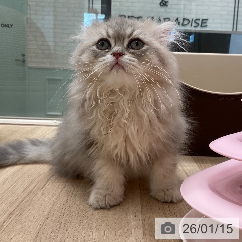 福岡県のペルシャ (ペットプラス ららぽーと福岡店/2025年10月26日生まれ/男の子/ブルーチンチラゴールデン)の子猫の4枚目の画像