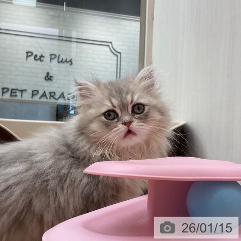 福岡県のペルシャ (ペットプラス ららぽーと福岡店/2025年10月26日生まれ/男の子/ブルーチンチラゴールデン)の子猫の4枚目の画像