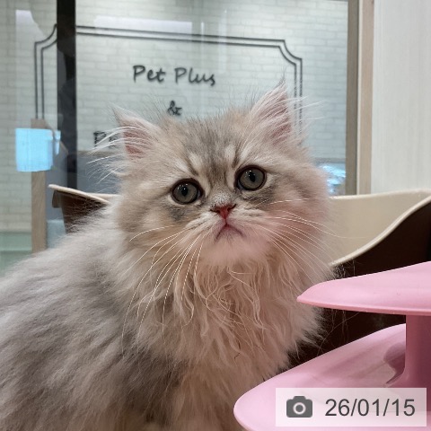 福岡県のペルシャ (ペットプラス ららぽーと福岡店/2025年10月26日生まれ/男の子/ブルーチンチラゴールデン)の子猫の3枚目の画像