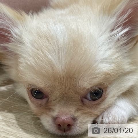 埼玉県のチワワ(ロング) (ペットプラス 与野店/2025年11月13日生まれ/男の子/チョコレートフォーンホワイト)の子犬の4枚目の画像