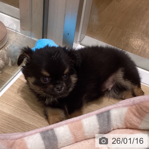 東京都のチワワ(ロング) (ペットプラス MARK IS 葛飾かなまち店/2025年11月15日生まれ/男の子/ブラックタンホワイト)の子犬の4枚目の画像