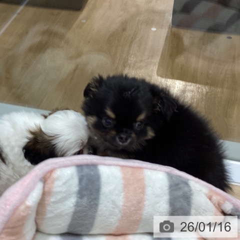 東京都のチワワ(ロング) (ペットプラス MARK IS 葛飾かなまち店/2025年11月15日生まれ/男の子/ブラックタンホワイト)の子犬の3枚目の画像