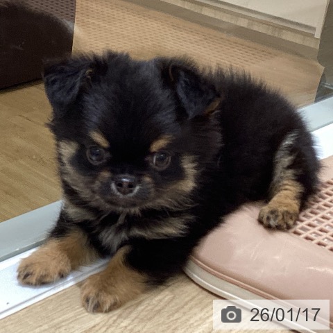 東京都のチワワ(ロング) (ペットプラス MARK IS 葛飾かなまち店/2025年11月15日生まれ/男の子/ブラックタンホワイト)の子犬の4枚目の画像