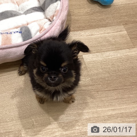 東京都のチワワ(ロング) (ペットプラス MARK IS 葛飾かなまち店/2025年11月15日生まれ/男の子/ブラックタンホワイト)の子犬の3枚目の画像