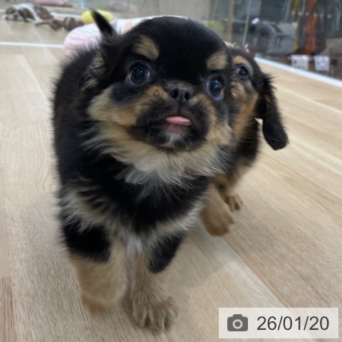 神奈川県のチワワ(ロング) (ペットプラス 相模原並木店/2025年11月15日生まれ/男の子/ブラックタンホワイト)の子犬の4枚目の画像