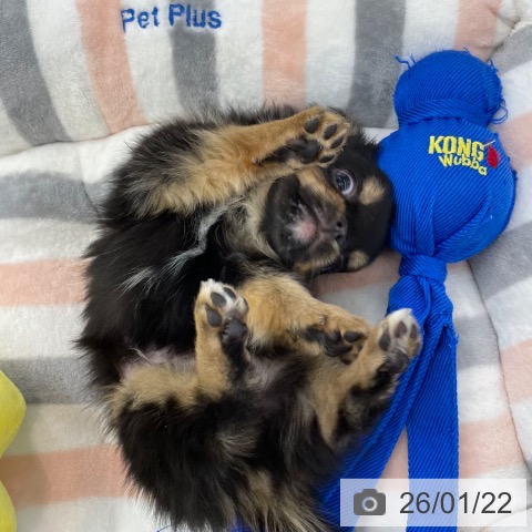 神奈川県のチワワ(ロング) (ペットプラス 相模原並木店/2025年11月15日生まれ/男の子/ブラックタンホワイト)の子犬の4枚目の画像