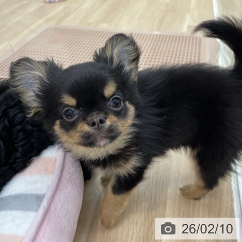 神奈川県のチワワ(ロング) (ペットプラス 相模原並木店/2025年11月15日生まれ/男の子/ブラックタンホワイト)の子犬の4枚目の画像
