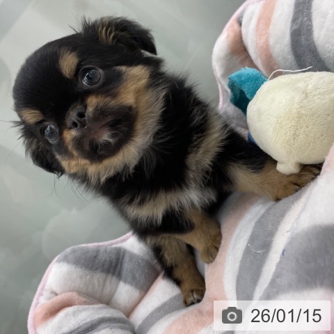 神奈川県のチワワ(ロング) (ペットプラス 相模原並木店/2025年11月15日生まれ/男の子/ブラックタンホワイト)の子犬の3枚目の画像