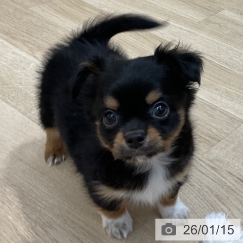 長野県のチワワ(ロング) (ペットプラス 上田店/2025年11月15日生まれ/男の子/ブラックタンホワイト)の子犬の4枚目の画像