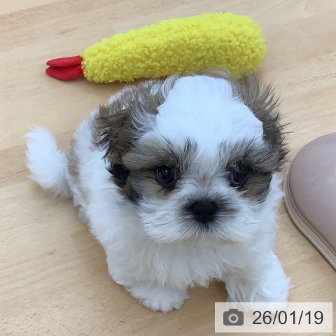 青森県のシーズー (ペットプラス 青森浜田店/2025年11月13日生まれ/男の子/ホワイトゴールド)の子犬の4枚目の画像