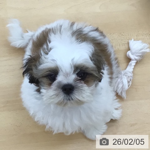 青森県のシーズー (ペットプラス 青森浜田店/2025年11月13日生まれ/男の子/ホワイトゴールド)の子犬の4枚目の画像