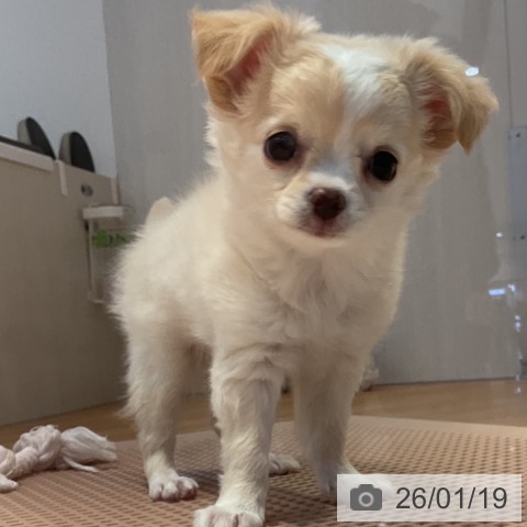 山形県のチワワ(ロング) (ペットプラス 天童店/2025年11月13日生まれ/男の子/ホワイトクリーム)の子犬の3枚目の画像