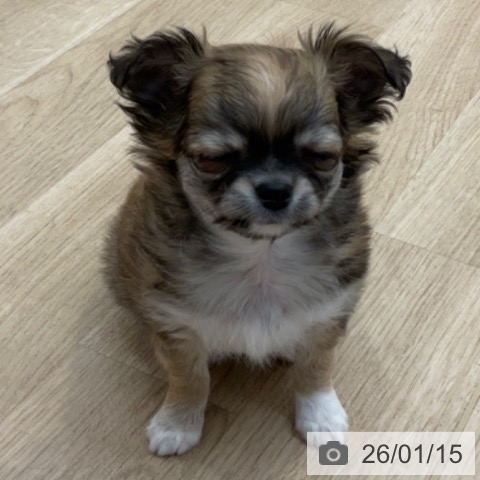 長野県のチワワ(ロング) (ペットプラス 上田店/2025年11月13日生まれ/男の子/レッドホワイトタン)の子犬の4枚目の画像