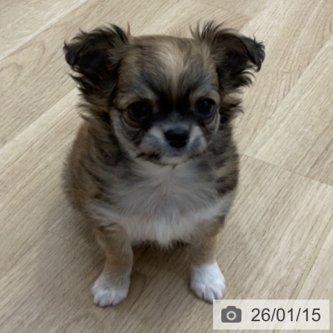 長野県のチワワ(ロング) (ペットプラス 上田店/2025年11月13日生まれ/男の子/レッドホワイトタン)の子犬の3枚目の画像