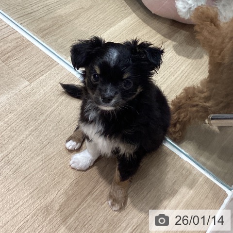 埼玉県のチワワ(ロング) (ペットプラス ピオニウォーク東松山店/2025年11月13日生まれ/女の子/ブラックホワイトタン)の子犬の4枚目の画像