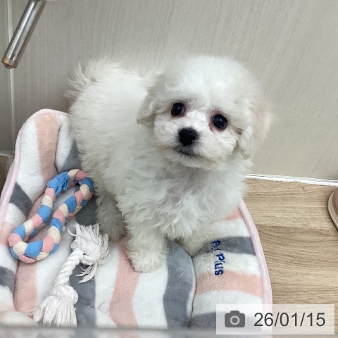 東京都のビションフリーゼ (ペットプラス 東久留米店/2025年11月10日生まれ/男の子/ホワイト)の子犬の3枚目の画像