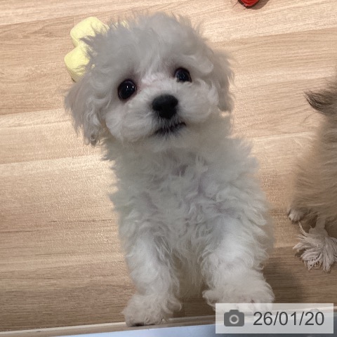 東京都のビションフリーゼ (ペットプラス 東久留米店/2025年11月10日生まれ/男の子/ホワイト)の子犬の3枚目の画像