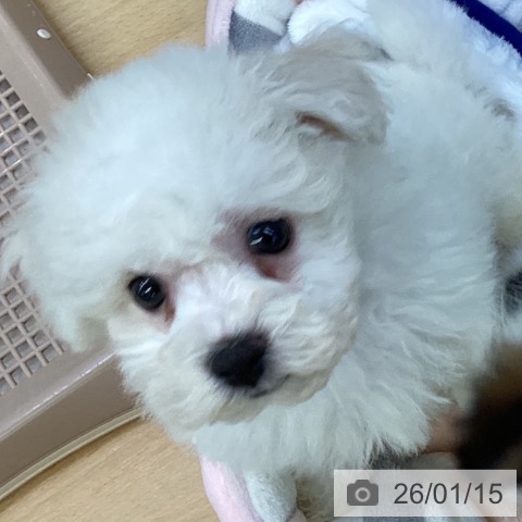 埼玉県のビションフリーゼ (ペットプラス 羽生店/2025年11月10日生まれ/男の子/ホワイト)の子犬の3枚目の画像