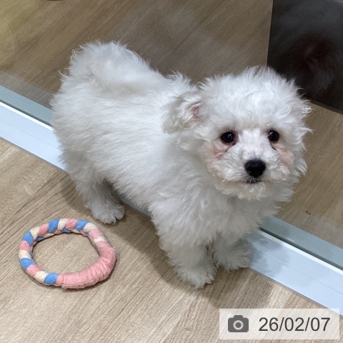 ビション・フリーゼの写真