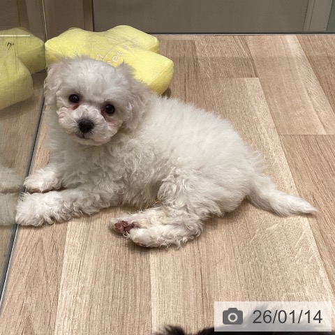 東京都のビションフリーゼ (ペットプラス 立川高島屋S.C.店/2025年11月10日生まれ/男の子/ホワイト)の子犬の3枚目の画像