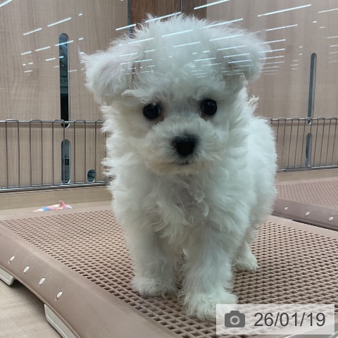 東京都のビションフリーゼ (ペッツワン 南砂町SUNAMO店/2025年11月10日生まれ/女の子/ホワイト)の子犬の4枚目の画像