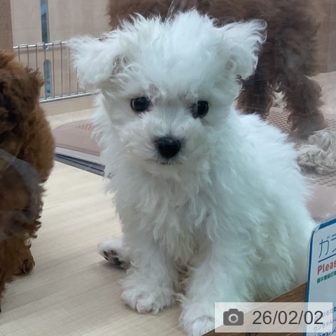 東京都のビションフリーゼ (ペッツワン 南砂町SUNAMO店/2025年11月10日生まれ/女の子/ホワイト)の子犬の3枚目の画像