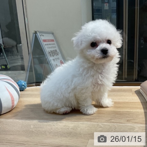 東京都のビションフリーゼ (ペットプラス アクアシティお台場店/2025年11月10日生まれ/女の子/ホワイト)の子犬の3枚目の画像