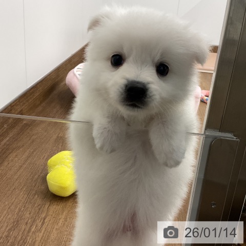 千葉県の日本スピッツ (ペッツワン 千葉ニュータウン店/2025年11月12日生まれ/男の子/ホワイト)の子犬の3枚目の画像