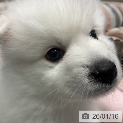 茨城県の日本スピッツ (ペットプラス つくば店/2025年11月12日生まれ/男の子/ホワイト)の子犬の4枚目の画像