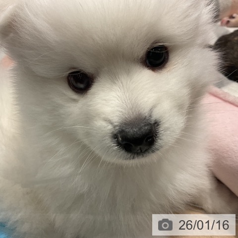 茨城県の日本スピッツ (ペットプラス つくば店/2025年11月12日生まれ/男の子/ホワイト)の子犬の3枚目の画像