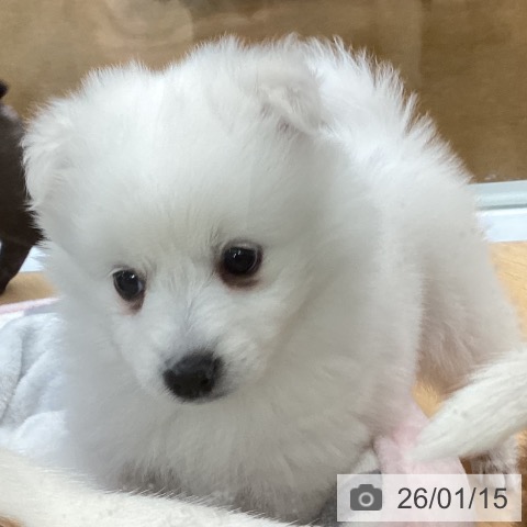 埼玉県の日本スピッツ (ペットプラス 羽生店/2025年11月12日生まれ/女の子/ホワイト)の子犬の4枚目の画像