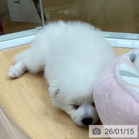 埼玉県の日本スピッツ (ペットプラス 羽生店/2025年11月12日生まれ/女の子/ホワイト)の子犬の3枚目の画像