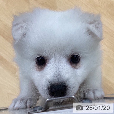 埼玉県の日本スピッツ (ペットプラス 羽生店/2025年11月12日生まれ/女の子/ホワイト)の子犬の3枚目の画像