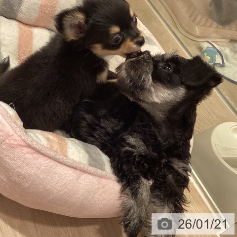 ミニチュア・シュナウザーの写真