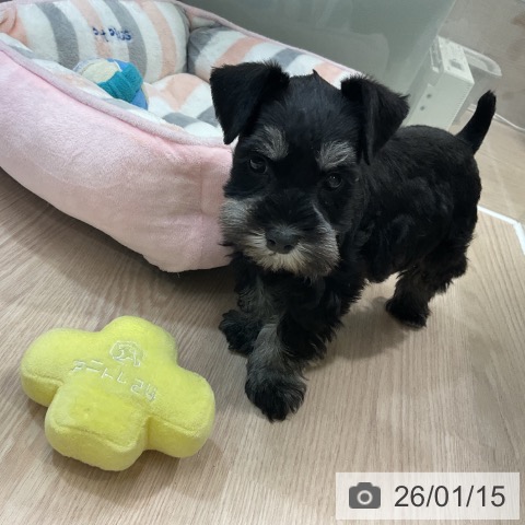 神奈川県のミニチュアシュナウザー (ペットプラス 新百合丘店/2025年11月10日生まれ/女の子/ブラックシルバー)の子犬の3枚目の画像