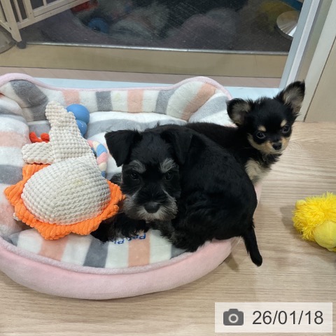 神奈川県のミニチュアシュナウザー (ペットプラス 新百合丘店/2025年11月10日生まれ/女の子/ブラックシルバー)の子犬の3枚目の画像