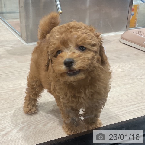 埼玉県のトイプードル(トイ) (ペッツワン 新座店/2025年11月14日生まれ/男の子/レッド)の子犬の4枚目の画像