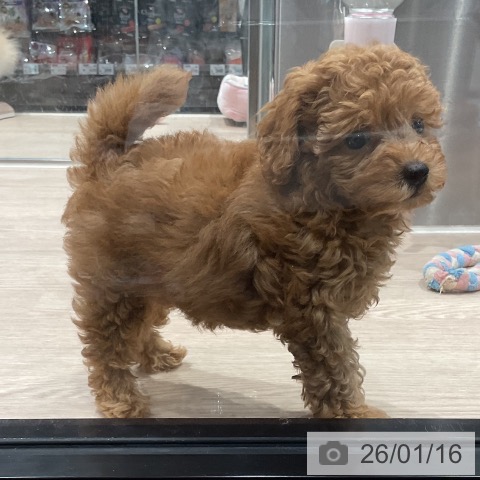 埼玉県のトイプードル(トイ) (ペッツワン 新座店/2025年11月14日生まれ/男の子/レッド)の子犬の3枚目の画像