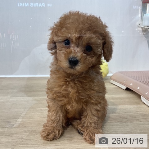 埼玉県のトイプードル(トイ) (ペットプラス ららぽーと新三郷店/2025年11月14日生まれ/男の子/レッド)の子犬の3枚目の画像