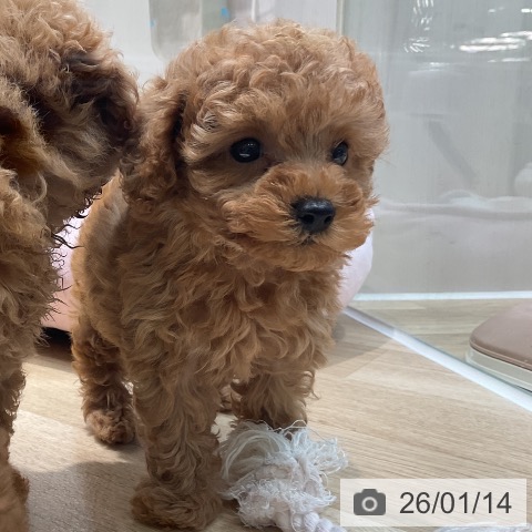 埼玉県のトイプードル(トイ) (ペットプラス ららぽーと新三郷店/2025年11月14日生まれ/女の子/レッド)の子犬の3枚目の画像