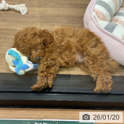 埼玉県のトイプードル(トイ) (ペッツワン 吉川美南店/2025年11月13日生まれ/男の子/アプリコット)の子犬の3枚目の画像