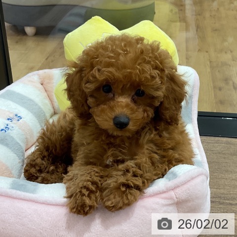 埼玉県のトイプードル(トイ) (ペッツワン 吉川美南店/2025年11月13日生まれ/男の子/アプリコット)の子犬の3枚目の画像