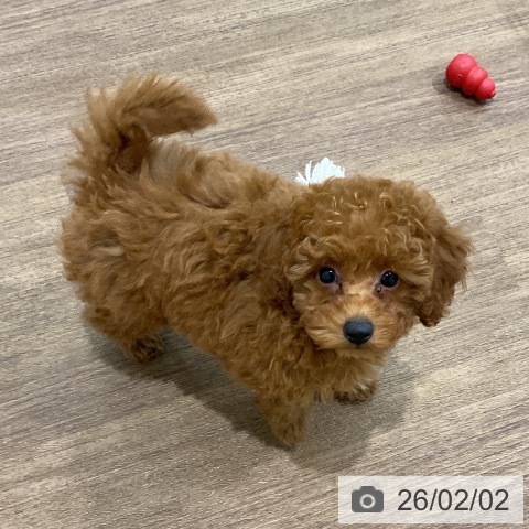 埼玉県のトイプードル(トイ) (ペッツワン 吉川美南店/2025年11月13日生まれ/男の子/アプリコット)の子犬の4枚目の画像