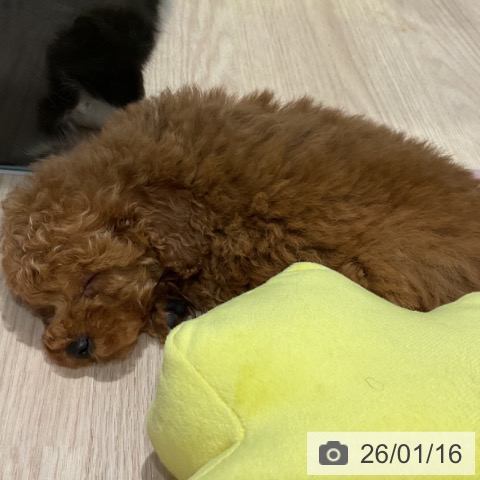 埼玉県のトイプードル(トイ) (ペットプラス コクーンシティ店/2025年11月13日生まれ/男の子/アプリコット)の子犬の3枚目の画像