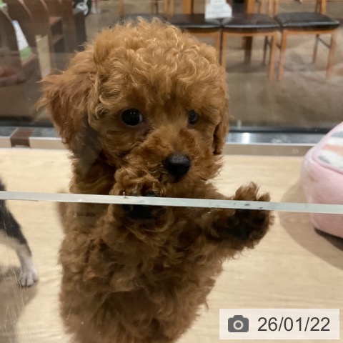 埼玉県のトイプードル(トイ) (ペットプラス コクーンシティ店/2025年11月13日生まれ/男の子/アプリコット)の子犬の4枚目の画像