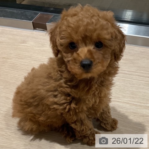 埼玉県のトイプードル(トイ) (ペットプラス コクーンシティ店/2025年11月13日生まれ/男の子/アプリコット)の子犬の3枚目の画像