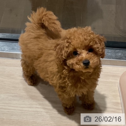 埼玉県のトイプードル(トイ) (ペットプラス コクーンシティ店/2025年11月13日生まれ/男の子/アプリコット)の子犬の3枚目の画像