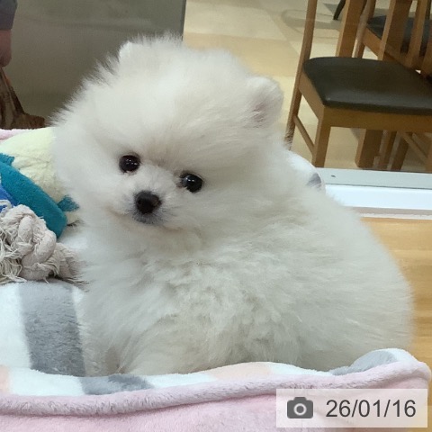 長野県のポメラニアン (ペットプラス 松本店/2025年11月15日生まれ/男の子/クリームホワイト)の子犬の3枚目の画像